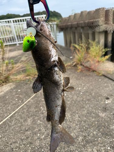 アメリカンキャットフィッシュの釣果
