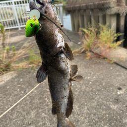 アメリカンキャットフィッシュ