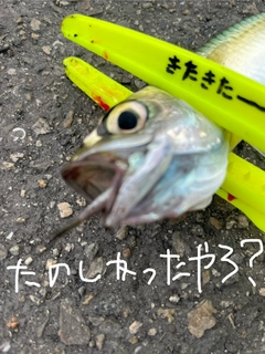 釣果
