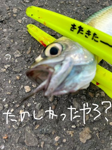 釣果