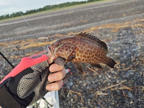 オオモンハタの釣果