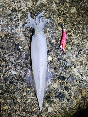 ヤリイカの釣果