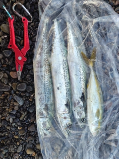 サゴシの釣果