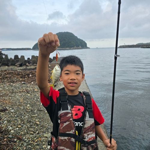 メッキの釣果
