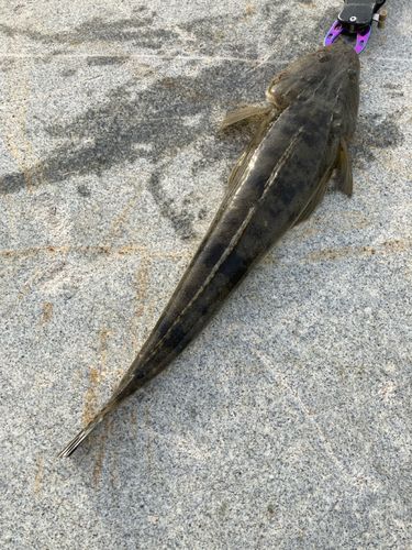 マゴチの釣果