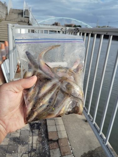 マハゼの釣果