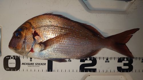 マダイの釣果