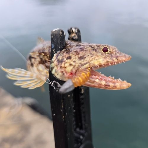 エソの釣果