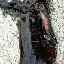 アオリイカ