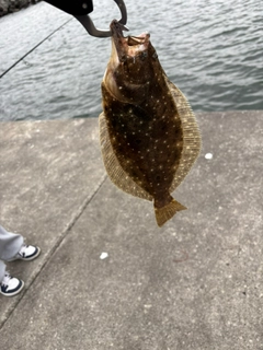 ヒラメの釣果