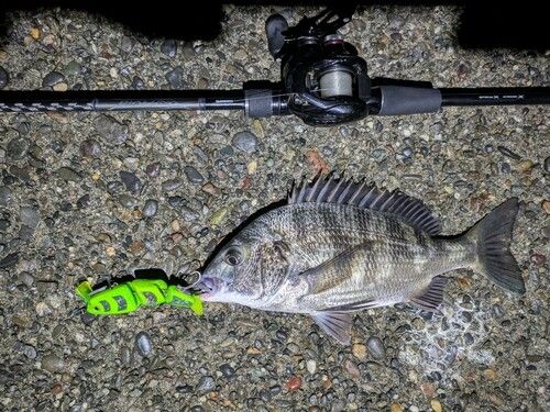 クロダイの釣果