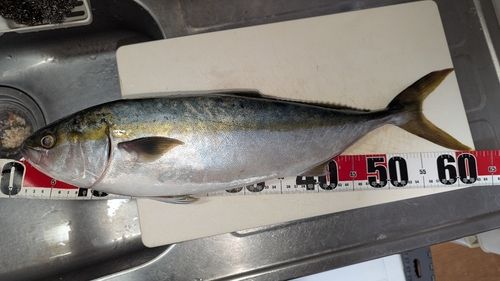 ハマチの釣果