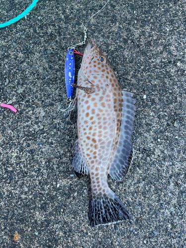 オオモンハタの釣果