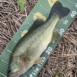 ラージマウスバス