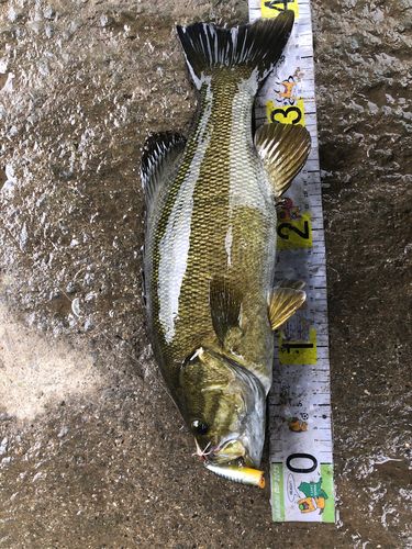 スモールマウスバスの釣果