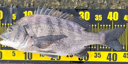 クロダイの釣果