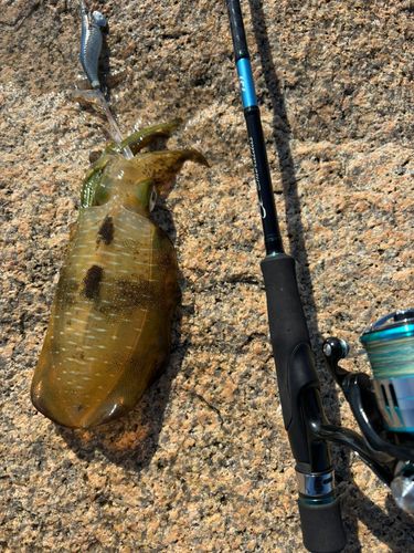 アオリイカの釣果