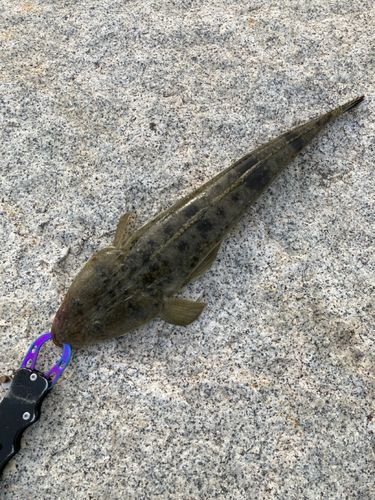 マゴチの釣果