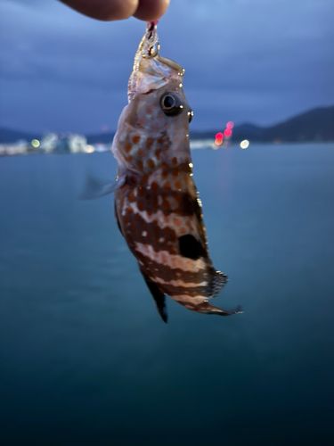 敦賀湾