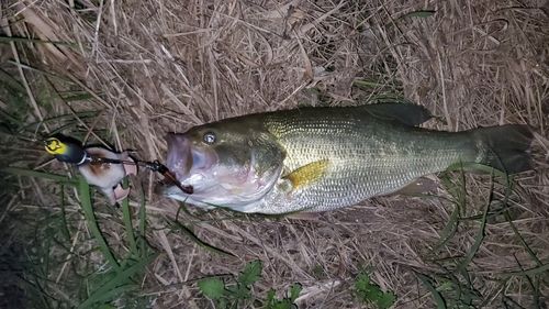 ブラックバスの釣果