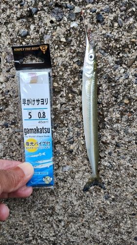 サヨリの釣果