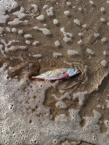 サバの釣果
