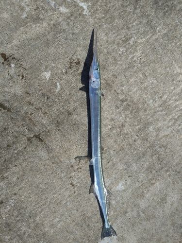 ダツの釣果