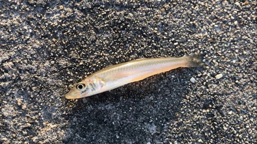 シロギスの釣果