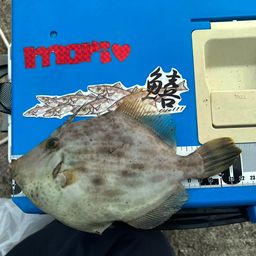 カワハギ