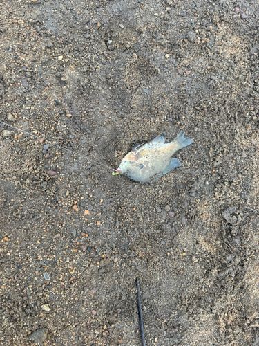 ブルーギルの釣果