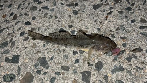 マハゼの釣果