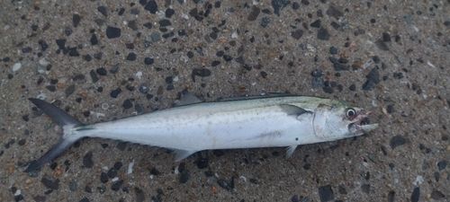 サゴシの釣果