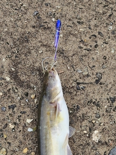 ナマズの釣果