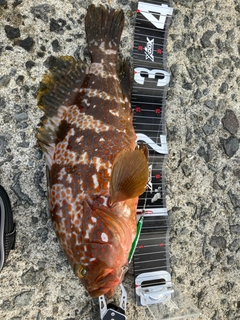 キジハタの釣果