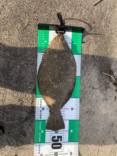 ヒラメの釣果