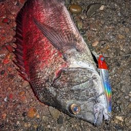 クロダイ