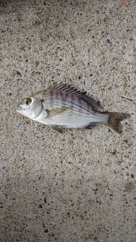 タイの釣果