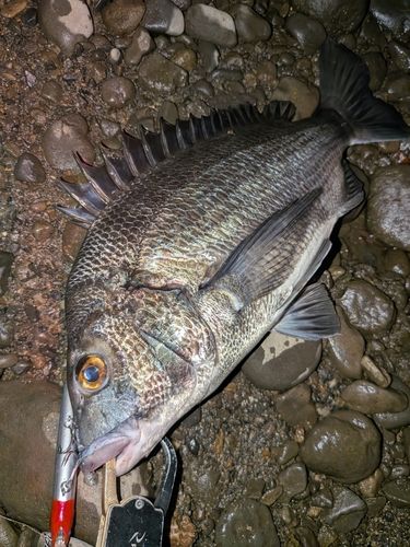クロダイの釣果