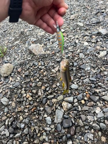 カワムツの釣果
