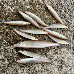 シロギスの釣果