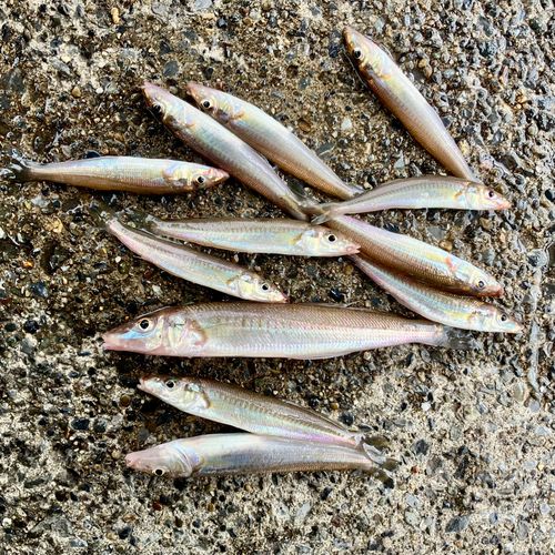 シロギスの釣果