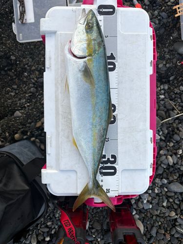 ワカシの釣果