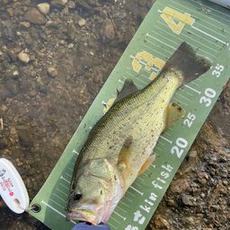 ラージマウスバス