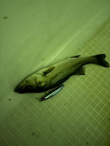 スズキの釣果