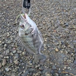 クロダイ