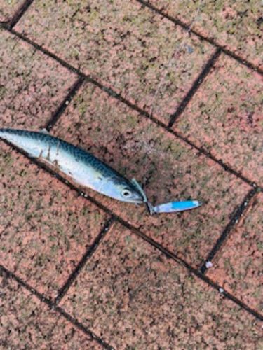 サバの釣果