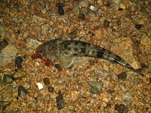 コチの釣果