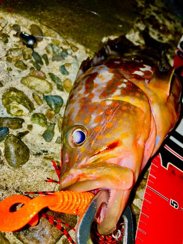 アコウの釣果