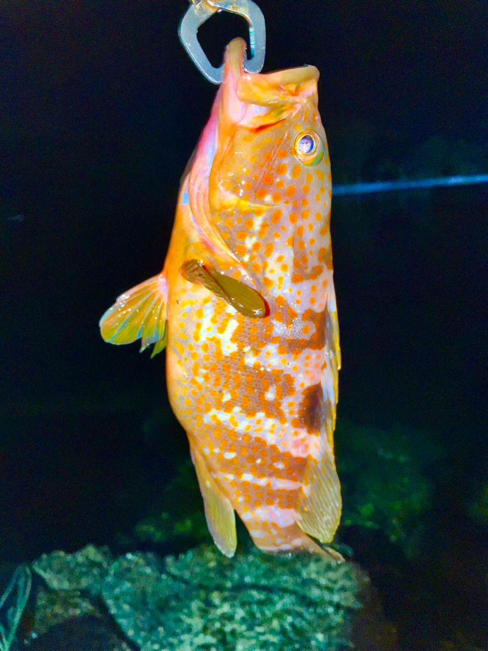 アコウ