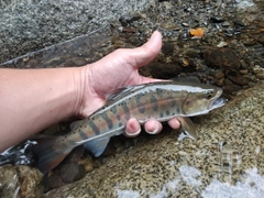 ヤマメの釣果